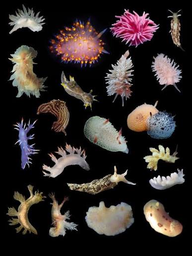 Nudibranchs Workshop with Jill Taylor