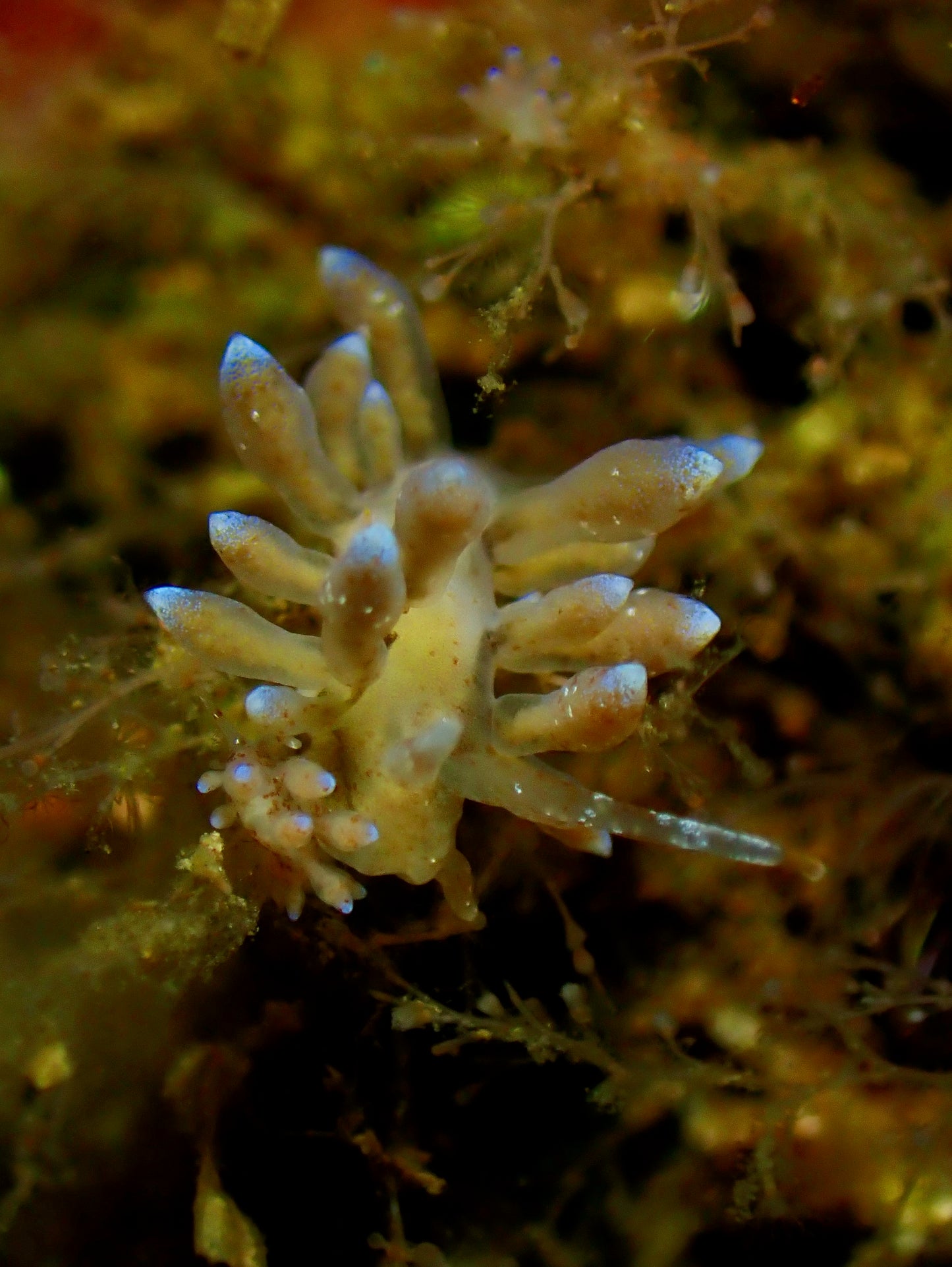 Nudibranchs Workshop with Jill Taylor