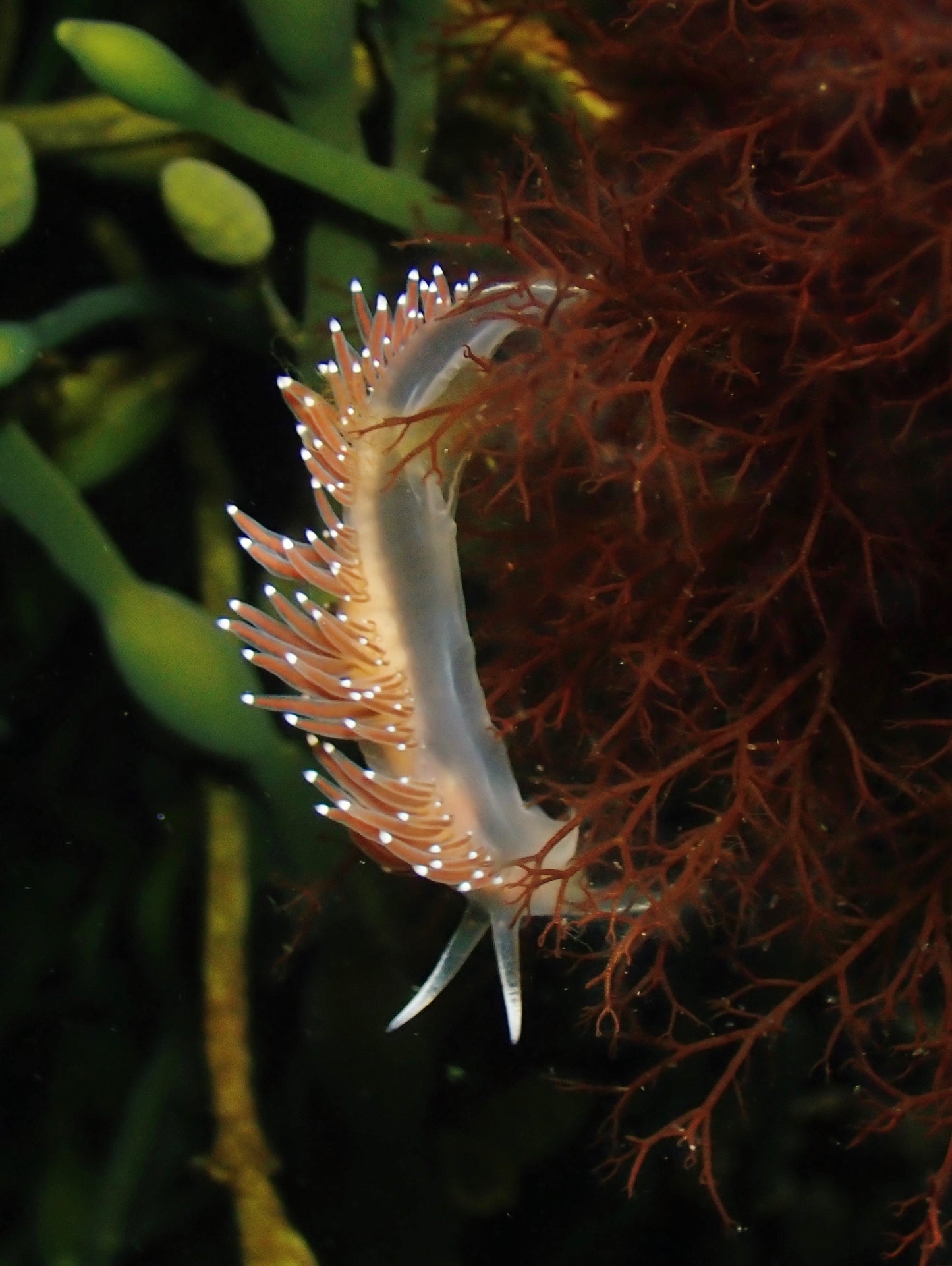 Nudibranchs Workshop with Jill Taylor