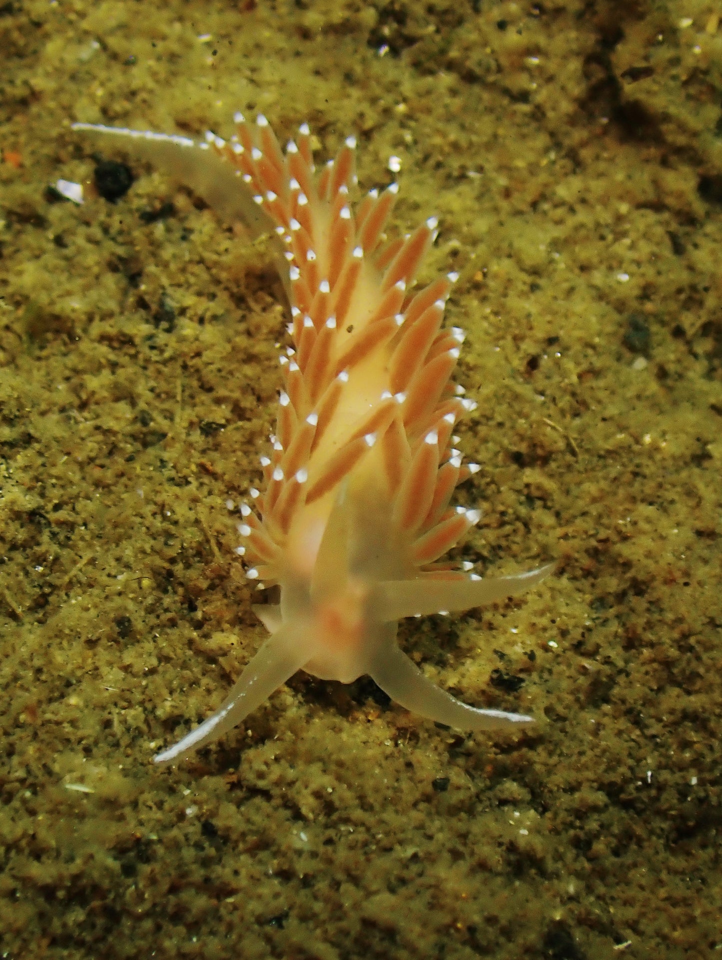 Nudibranchs Workshop with Jill Taylor