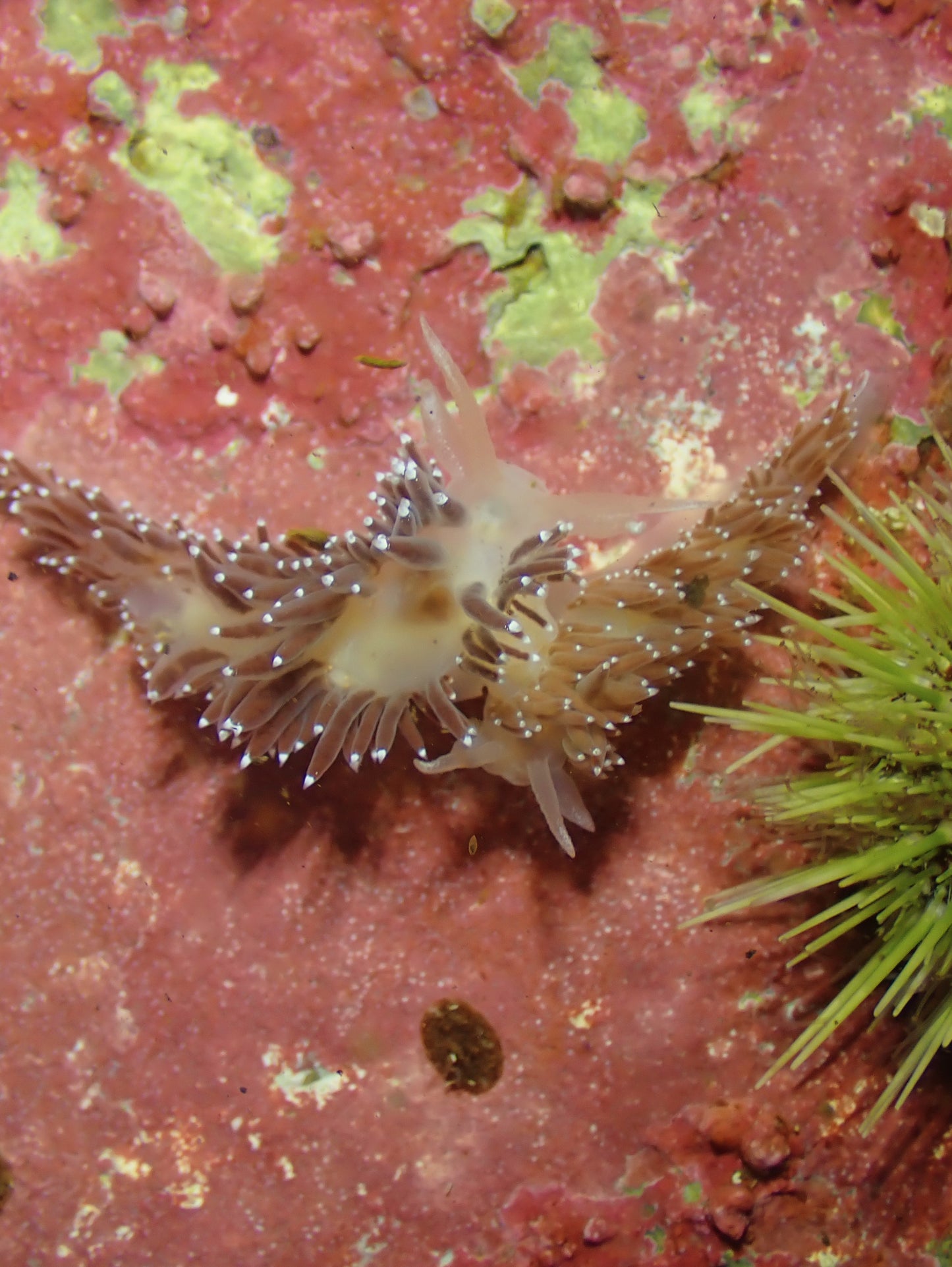 Nudibranchs Workshop with Jill Taylor
