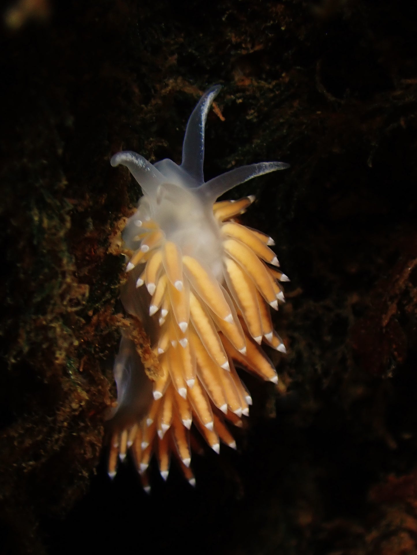 Nudibranchs Workshop with Jill Taylor
