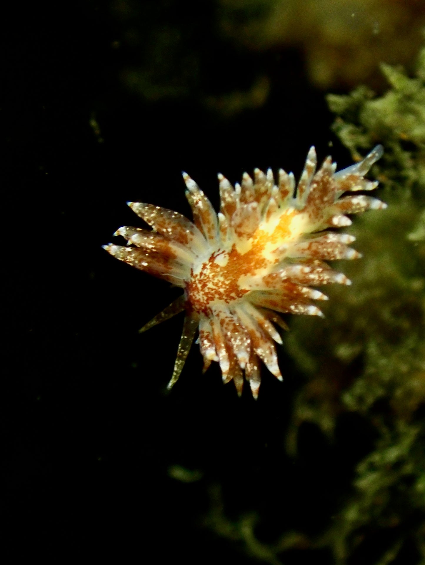 Nudibranchs Workshop with Jill Taylor