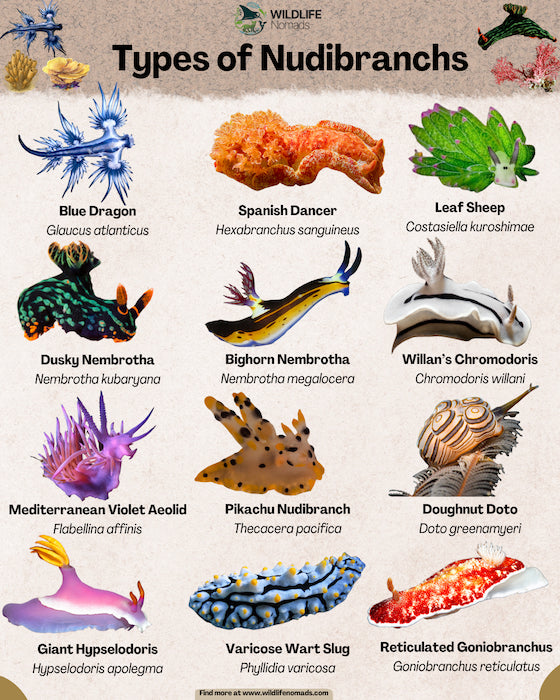 Nudibranchs Workshop